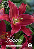 Lilium Oriental Red met 5 zakjes verpakt a 2 bollen