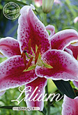 Lilium Oriental Stargazer met 5 zakjes verpakt a 2 bollen