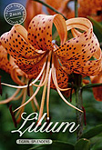 Lilium Tigrinum Tigrin Splendens met 5 zakjes verpakt a 2 bollen