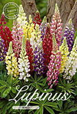 Lupinus Hybride Mixed met 5 zakjes verpakt a 3 bollen