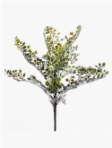 Adianthus Bush