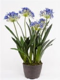 Agapanthus Soiled Blue