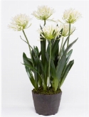 Agapanthus Soiled Cream