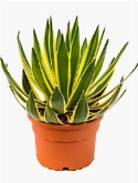 Agave lopantha Groen|geel 50 cm