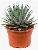 Agave macroacantha Grijs 40 cm