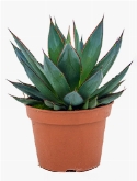 Agave shaka zulu Groen 25 cm