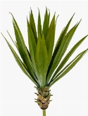 Agave Toef