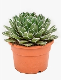 Agave victoria reginae Groen 40 cm