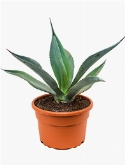 Agave weberi Groen 50 cm