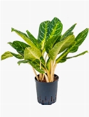 Aglaonema Key lime Toef 60 cm