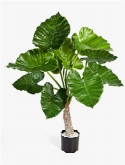 Alocasia calidora Toef