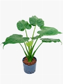 Alocasia cucullata 75 cm