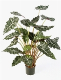 Alocasia Toef