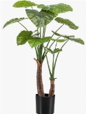 Alocasia Vertakt (14 lvs.) 0
