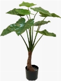 Alocasia Vertakt (9 lvs.)