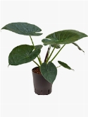 Alocasia wentii 75 cm