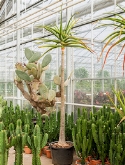 Aloe bainesii (barberae) Stam vertakt 275 cm