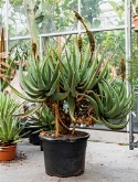 Aloe castanea esemplare 160 cm