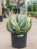 Aloe globuligemma 70 cm