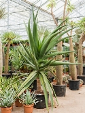 Aloe golia Bush 180 cm