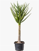 Aloe hercules Stam 160 cm