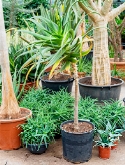 Aloe pluridens africana (100-120) Stam 120 cm