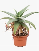 Aloe rubroviolacea 50 cm