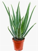 Aloe vera barbadensis 60 cm
