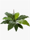 Anthurium Bush