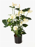 Anthurium Bush Cream