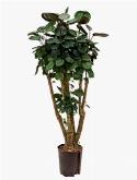 Aralia (polyscias) fabian Vertakt 100 cm