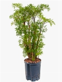 Aralia (polyscias) ming Vertakt 75 cm