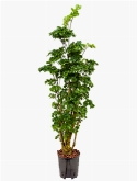 Aralia (polyscias) roble Vertakt 75 cm
