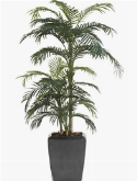 Areca Bush (33 lvs.)