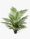 Areca Bush