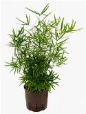 Asparagus falcatus 35 cm