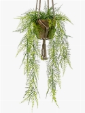 Asparagus plumosus Bush (15 lvs.)