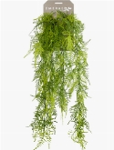 Asparagus plumosus Hanging Bush