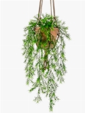 Asparagus sprengeri Hanging Bush