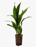 Aspidistra elatior Toef 60 cm