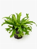 Asplenium amy 25 cm