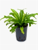 Asplenium amy 35 cm