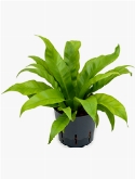 Asplenium antiquum 25 cm