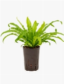 Asplenium antiquum 35 cm