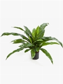Asplenium Bush (33 lvs.)