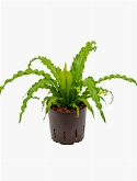 Asplenium osaka 30 cm