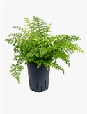 Asplenium parvati 30 cm