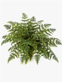 Athyrium Bush