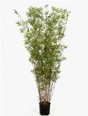 Bamboo oriental Zuil
