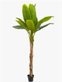 Banana Toef (15 lvs.)